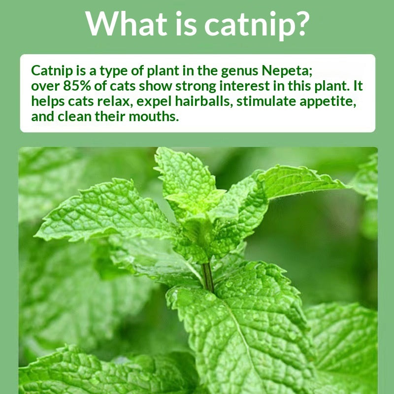 Catnip Cat Grass Snacks – Mint Powder for Hairball Removal & Oral Cleaning