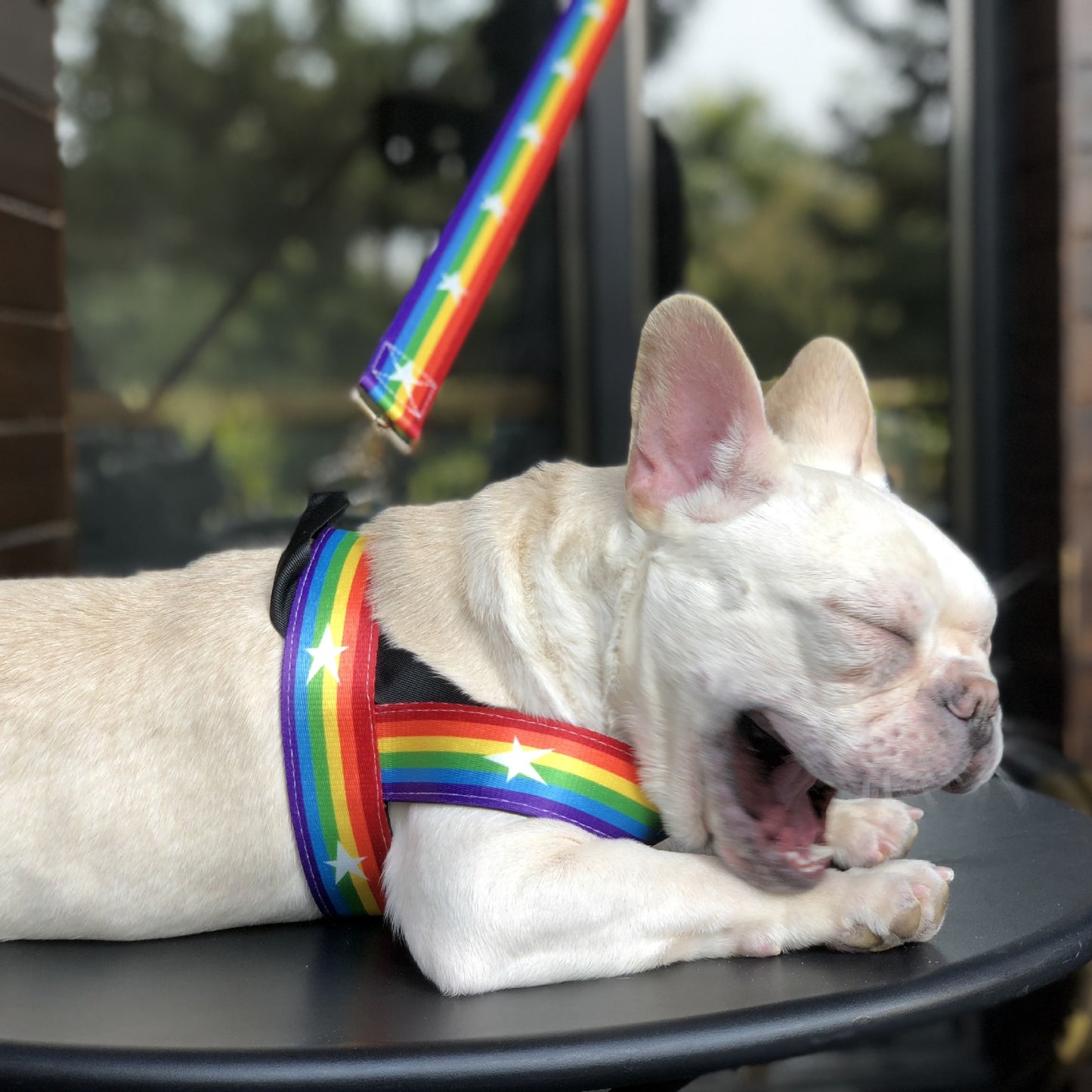 Rainbow Nylon Dog Harness & Leash Set