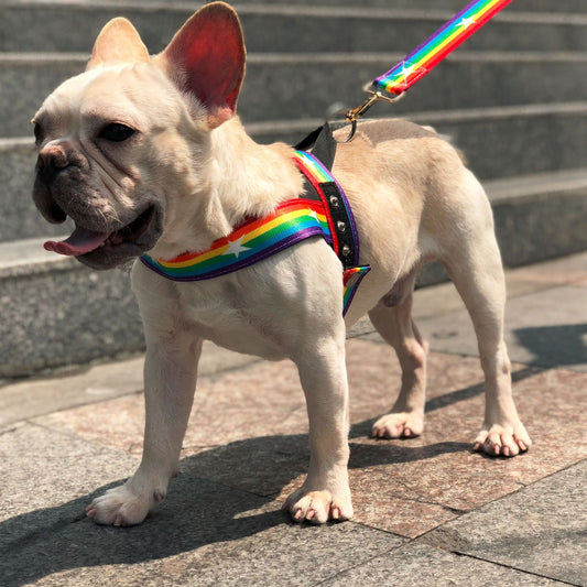Rainbow Nylon Dog Harness & Leash Set