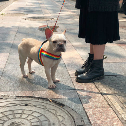 Rainbow Nylon Dog Harness & Leash Set