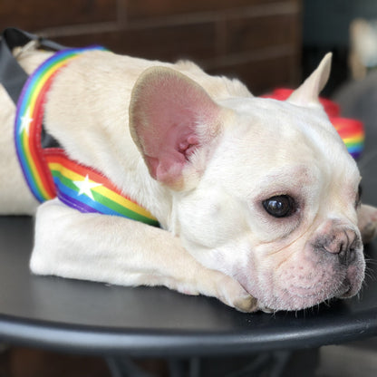 Rainbow Nylon Dog Harness & Leash Set