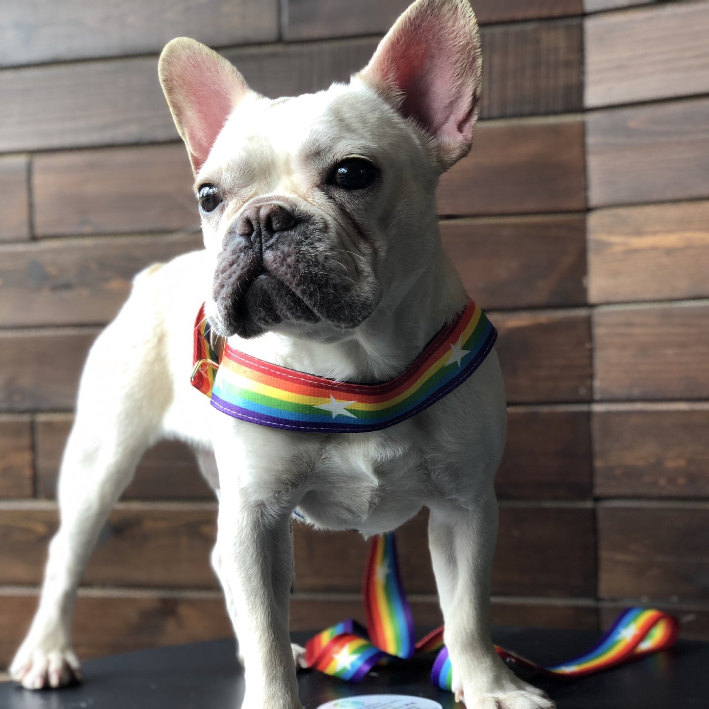 Rainbow Nylon Dog Harness & Leash Set