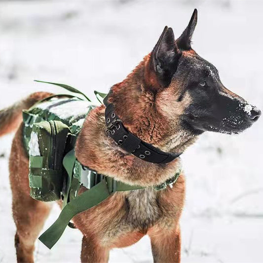 Tactical Nylon Dog Collar – Outdoor & Training | M, L, XL