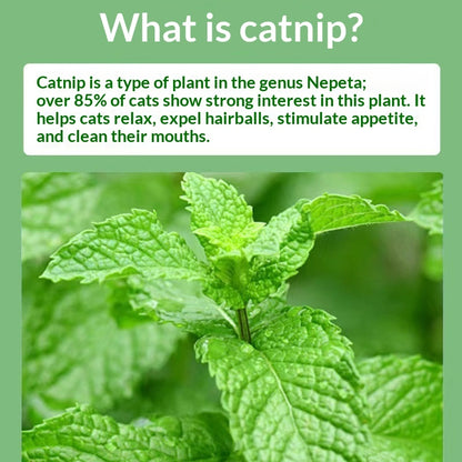 Catnip Cat Grass Snacks – Mint Powder for Hairball Removal & Oral Cleaning