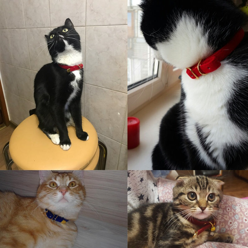Soft Flocked Cat Collar – Comfortable & Stylish